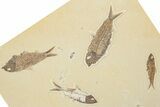 Multiple Detailed Fossil Fish (Knightia) Plate - Wyoming #245023-1